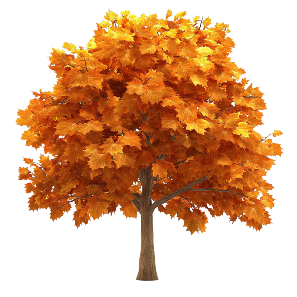 Autumn tree glows with vibrant orange and yellow leaves png