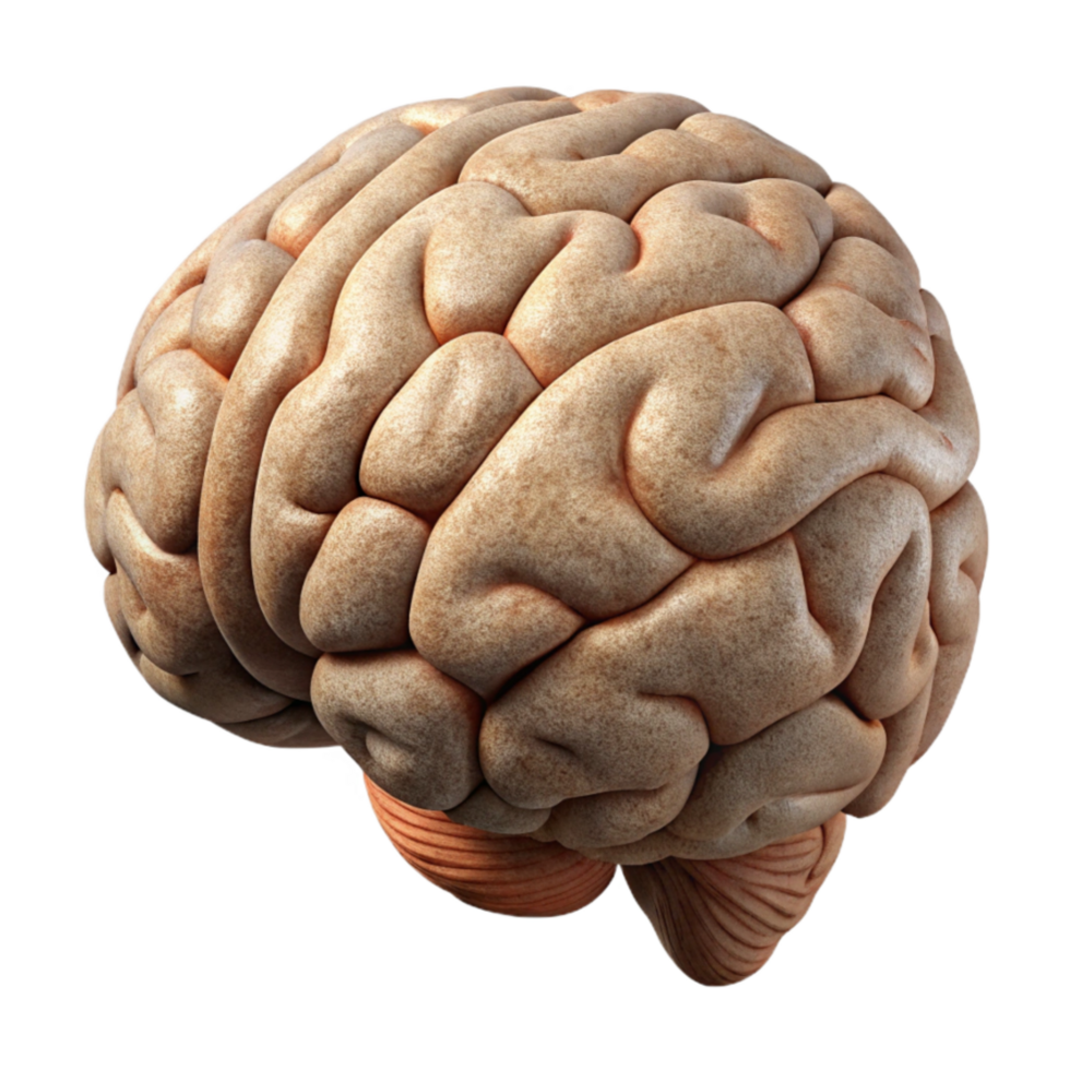 wonderful modern Brain Icon Side View Cutout professional png