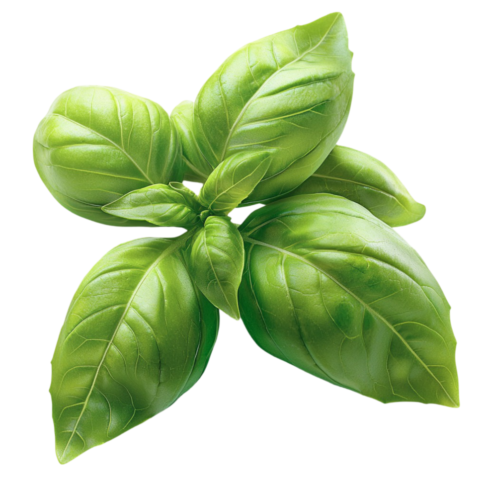 Fragrant green basil leaves are and full of flavor png