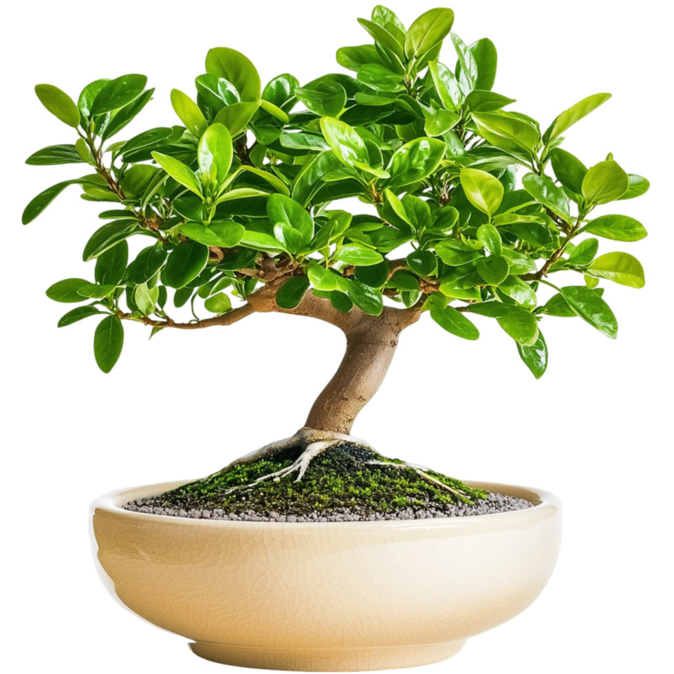 Small bonsai tree in a ceramic pot png