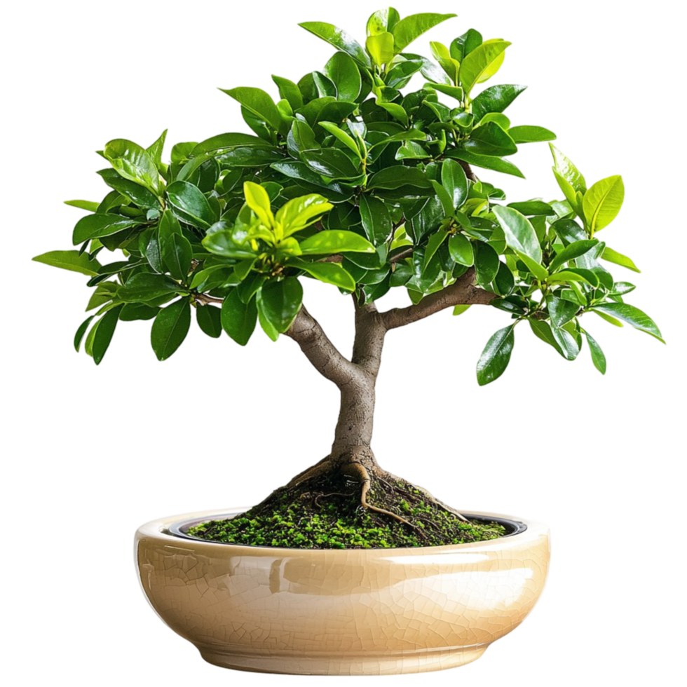 Miniature bonsai tree in a ceramic pot png