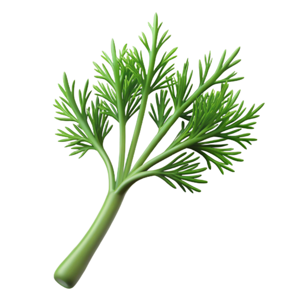 stunning modern Dill Sprig Fresh Transparent Background high resolution png