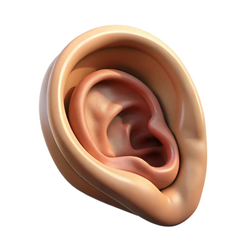 wonderful contemporary Ear Anatomy Side View Transparent Background exclusive png