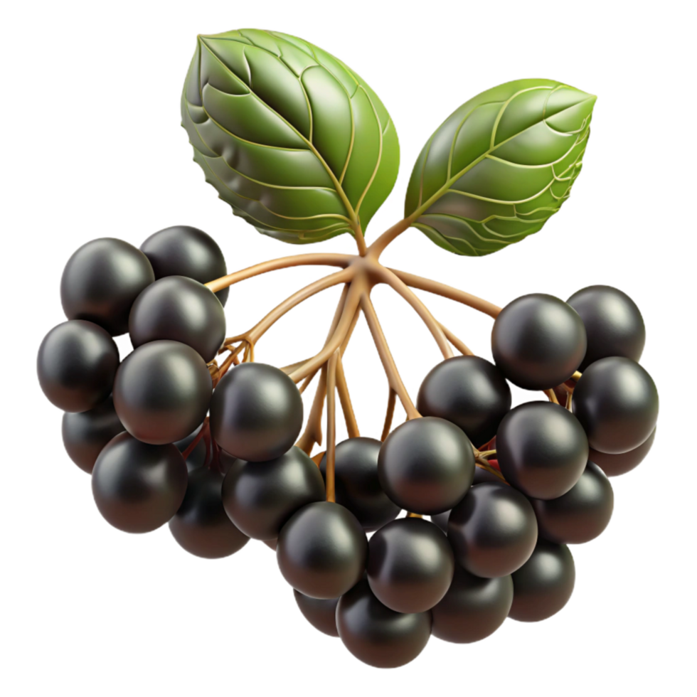 impressive abstract Elderberry Cluster Black Cutout with Stem and Leaf Detail genuine png
