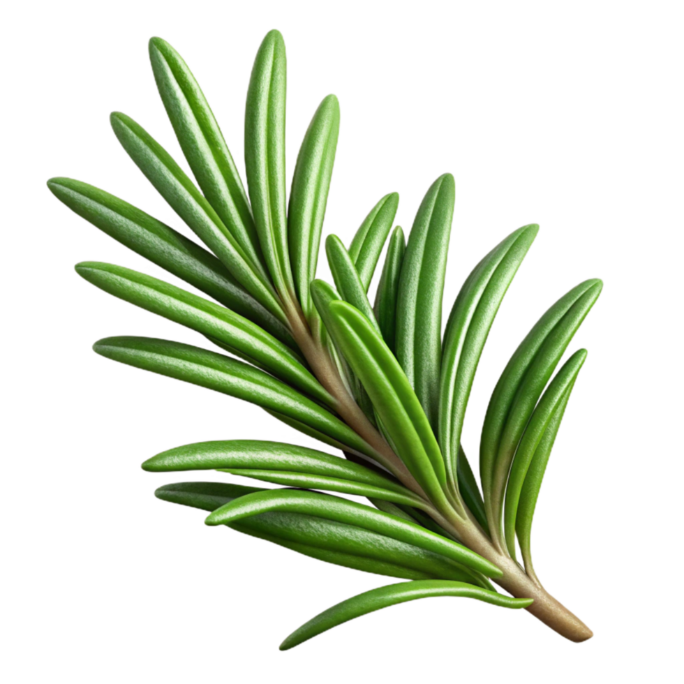 elegant modern Rosemary Sprig Fresh Isolated professional png
