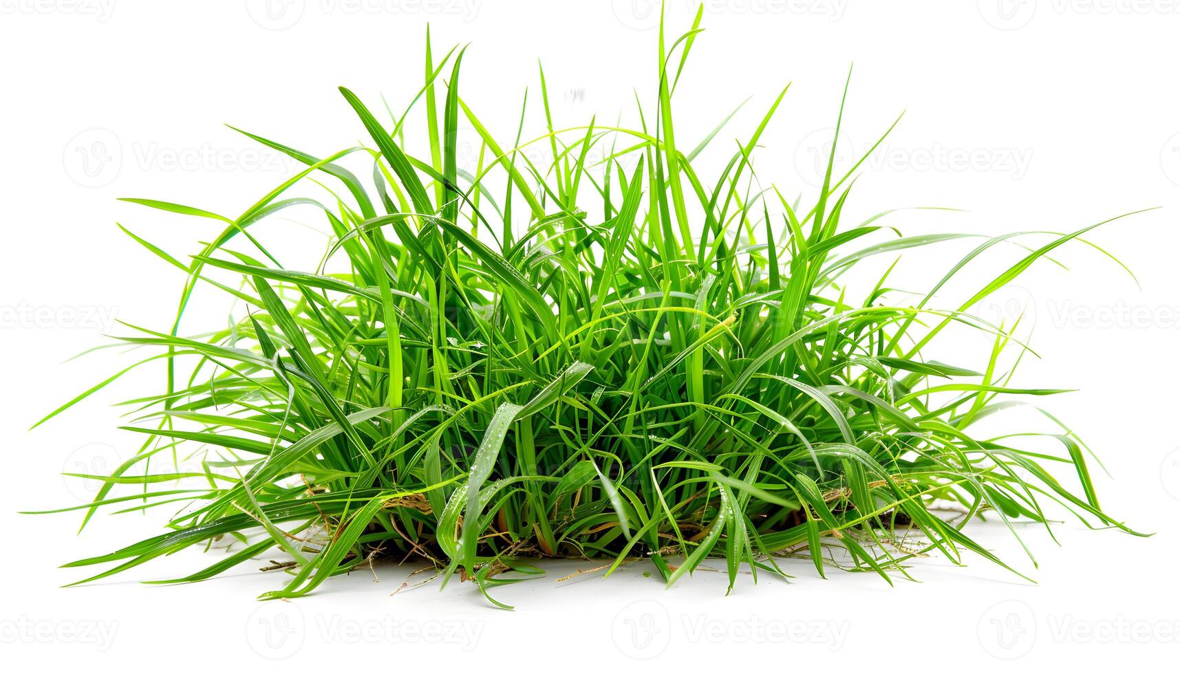 Terrestrial plant covering ground green grass on white background photo