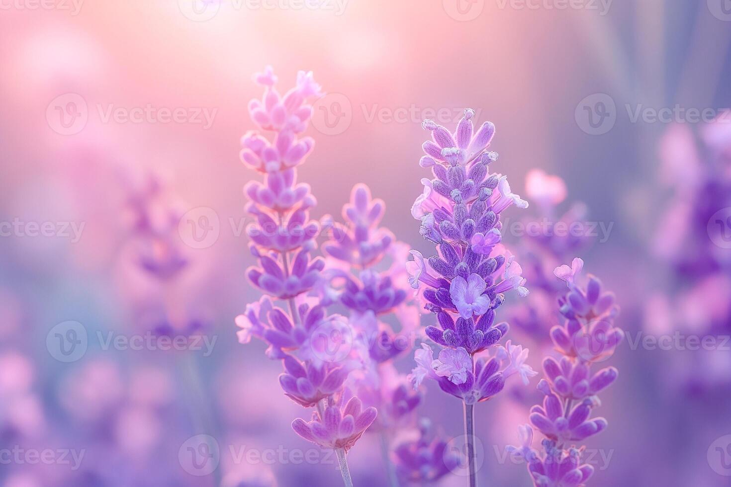 Delicate lavender blooms with soft hues under a gentle sunset glow, creating a serene and tranquil atmosphere. photo
