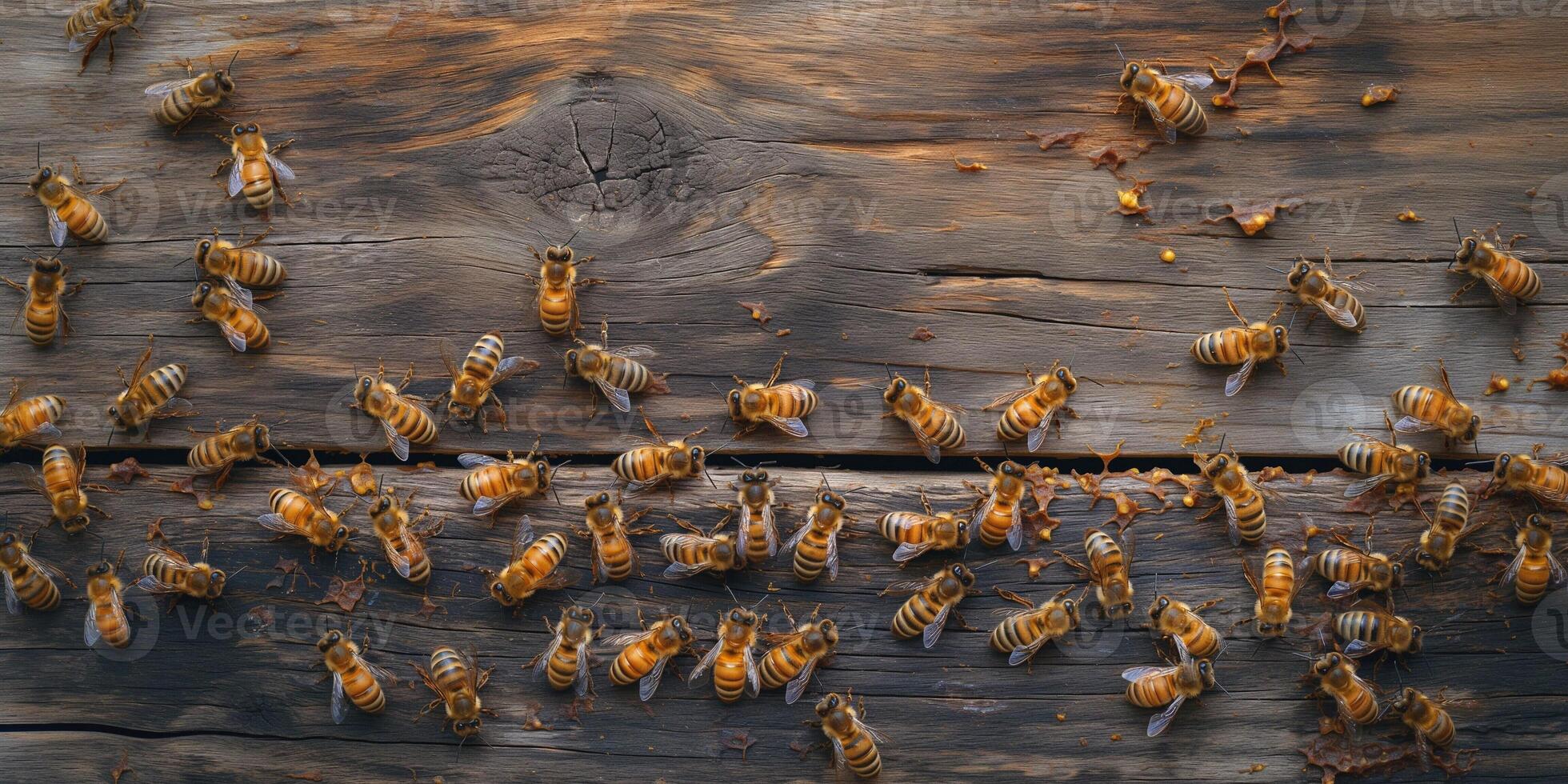 A close-up view of busy bees foraging on a rustic wooden surface, showcasing their intricate patterns and vibrant colors. photo