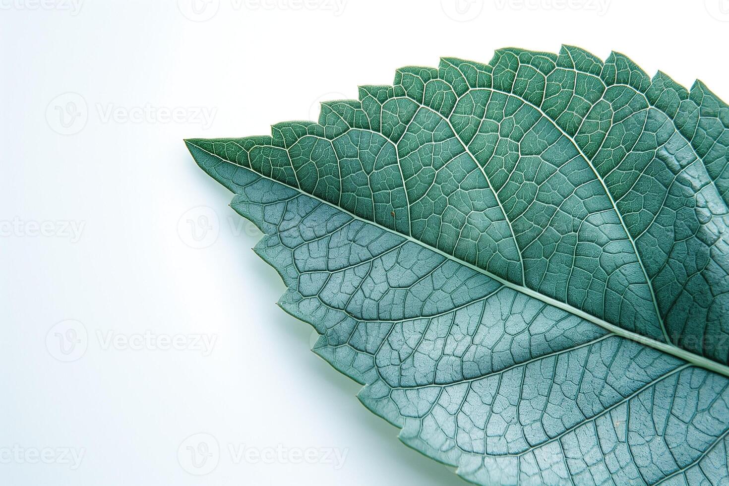 A close-up of a lush green leaf, showcasing intricate vein patterns and textures against a light background. photo
