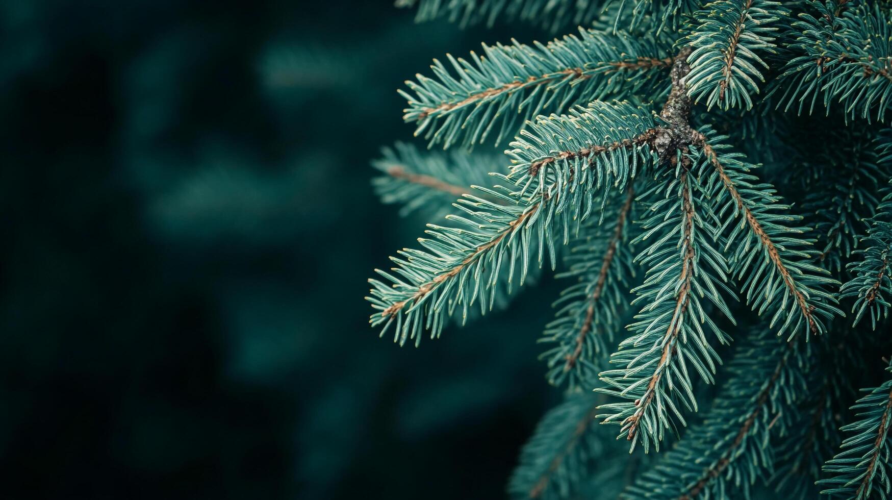 Close-up shot of vibrant evergreen needles against a blurred, dark backdrop. The textured branches create a cool, inviting winter scene. photo