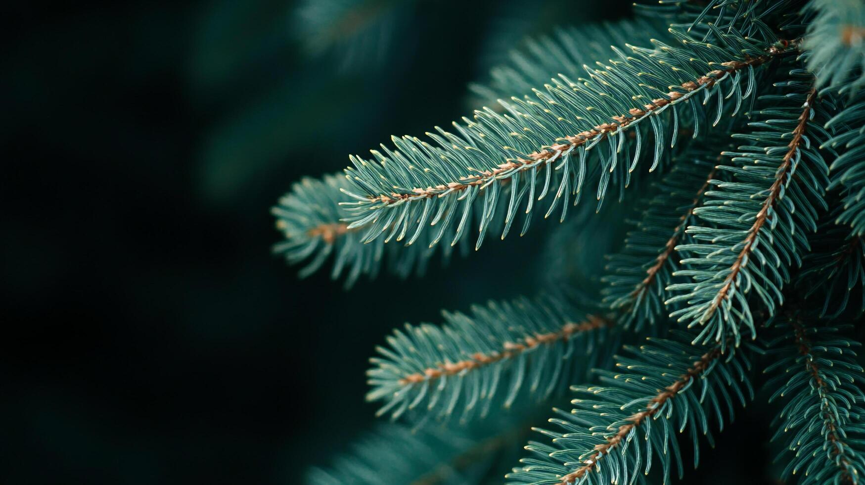 Close-up showcases the lush, evergreen needles of a fir tree branch, creating a refreshing and tranquil nature scene. photo
