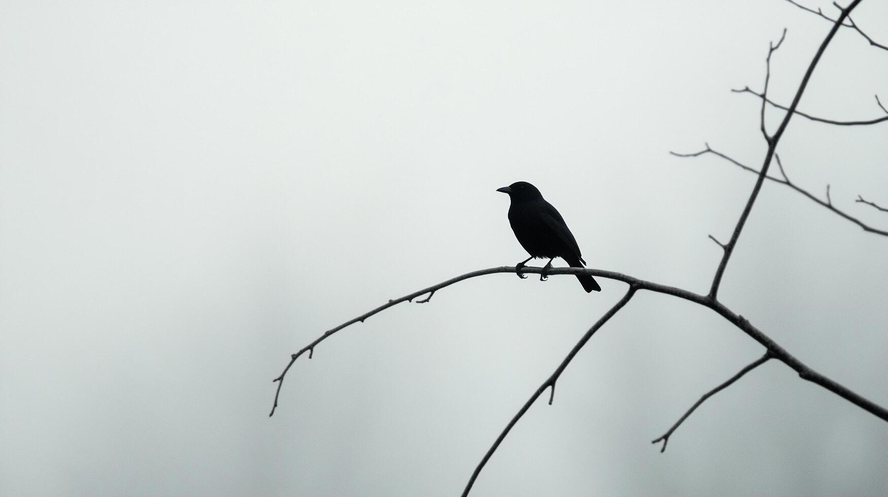 A stark silhouette of a dark bird perched on a bare tree branch against a muted sky, creating a minimalist and atmospheric scene. photo