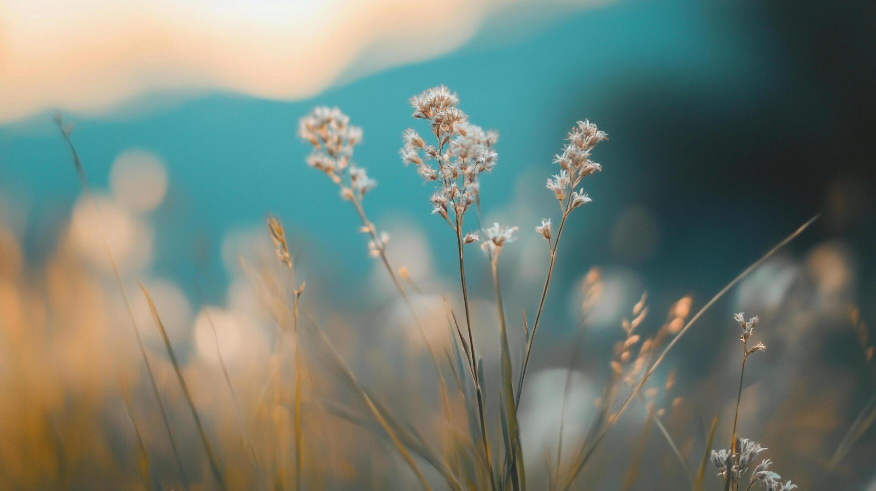 Soft focus image of wildflowers in a meadow, creating a dreamy and peaceful atmosphere with pastel tones and gentle sunlight. photo