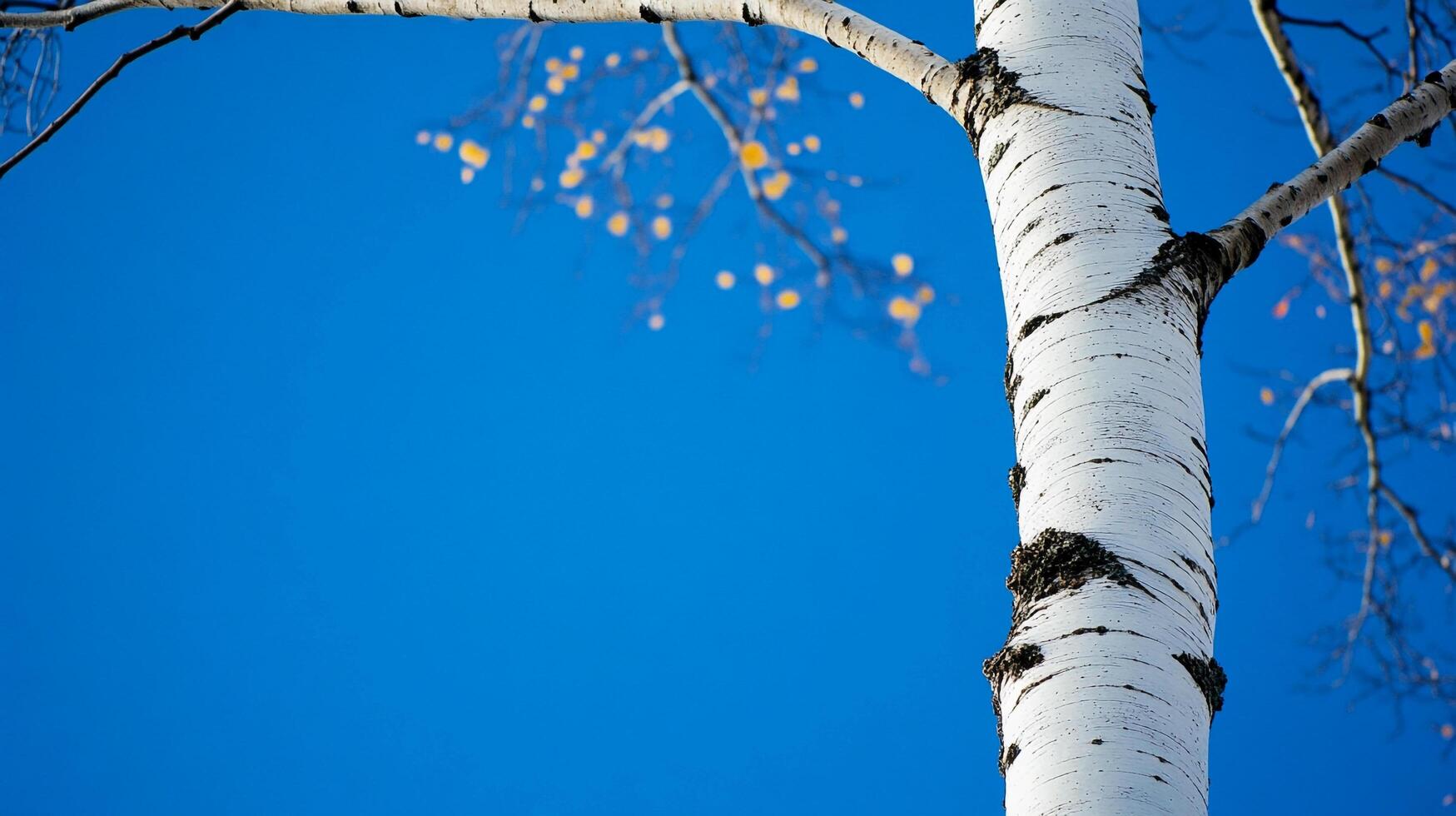 Striking birch tree with its characteristic white bark set against a vibrant, cloudless blue sky, capturing the stark beauty of nature. photo