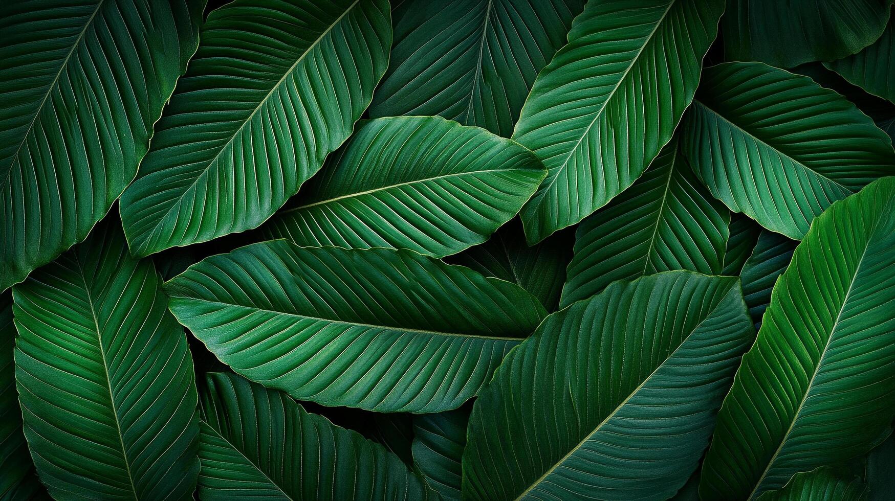 Lush green leaves in a dense, textured pattern create a sense of natural abundance and tranquility. Perfect for nature lovers photo