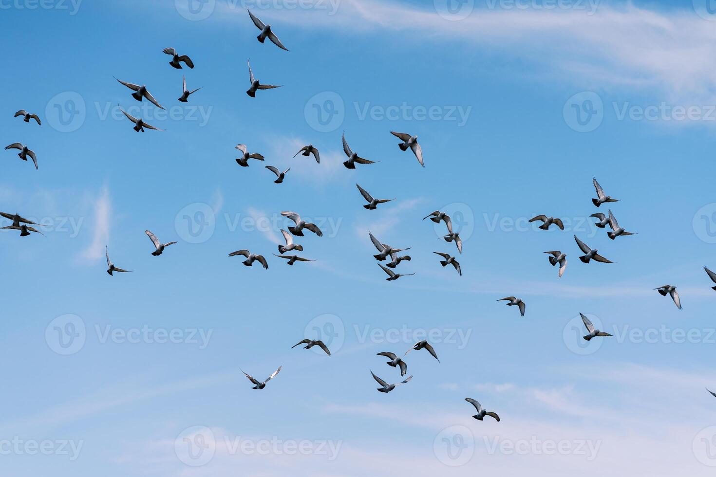 Flock of birds flies in the blue sky photo