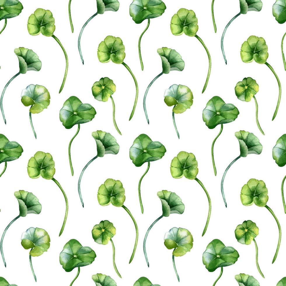 Centella asiatica in botanical style on watercolor seamless pattern. Rounded leaves on stems of pennywort plants hand drawn. Gotu kola foliage endless background for package, label, textile vector