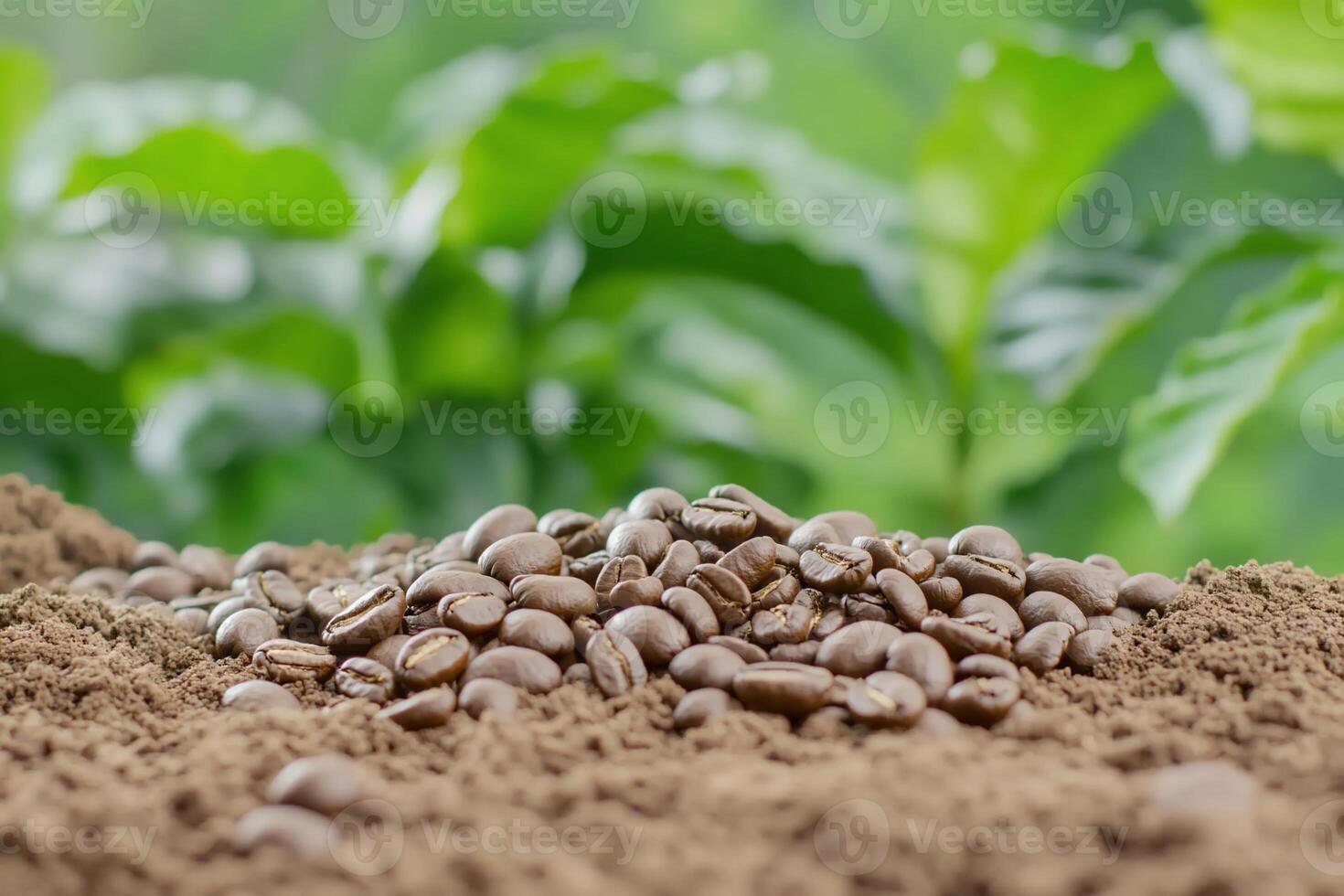 Coffee beans on soil with green foliage in the background. photo