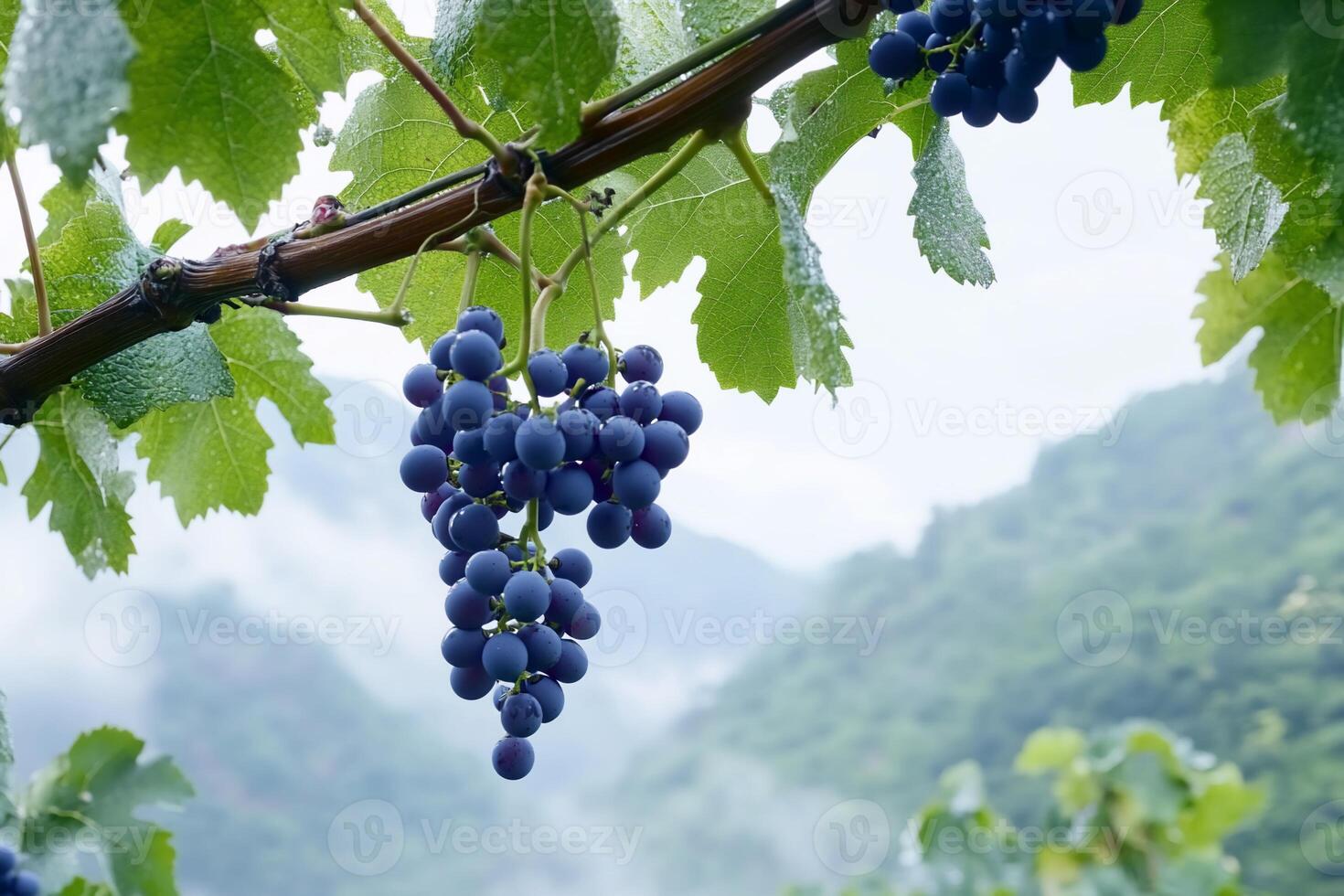 A cluster of ripe grapes hanging from a vine amidst lush greenery. photo
