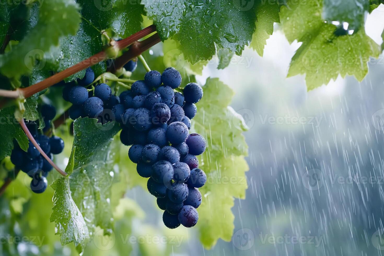 A cluster of dark grapes hanging from leaves in the rain. photo
