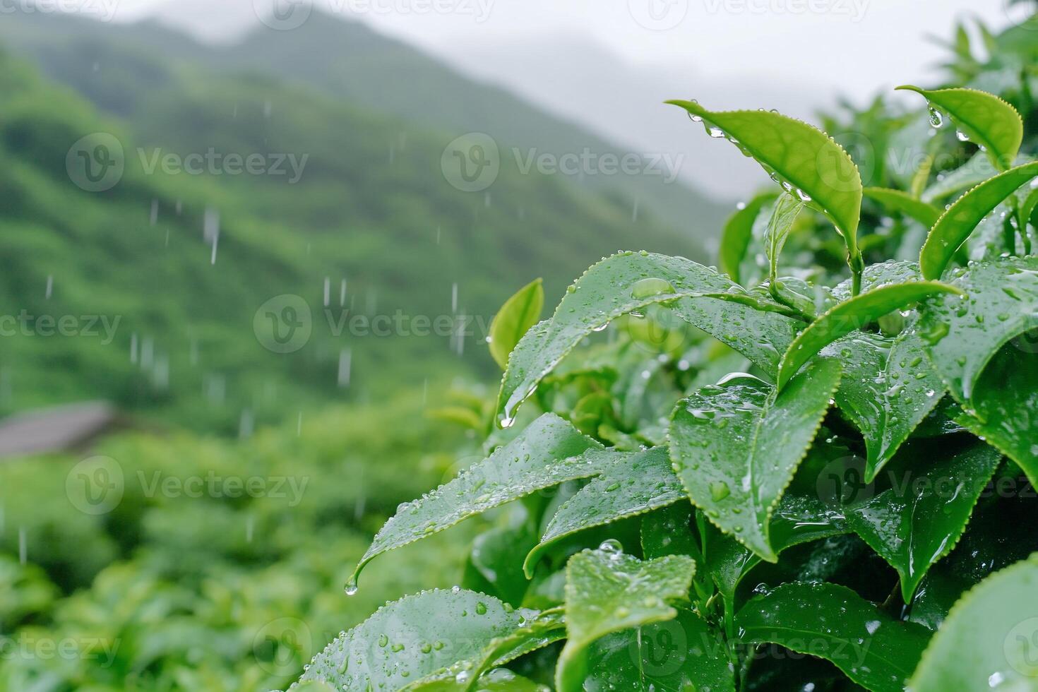 Close-up of green tea leaves glistening with raindrops in lush hills. photo
