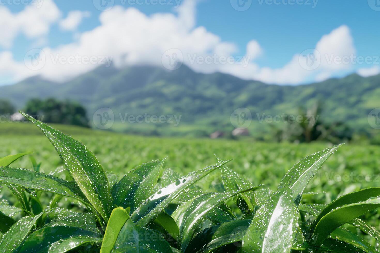 Lush green tea leaves glisten with dew against a mountainous backdrop. photo