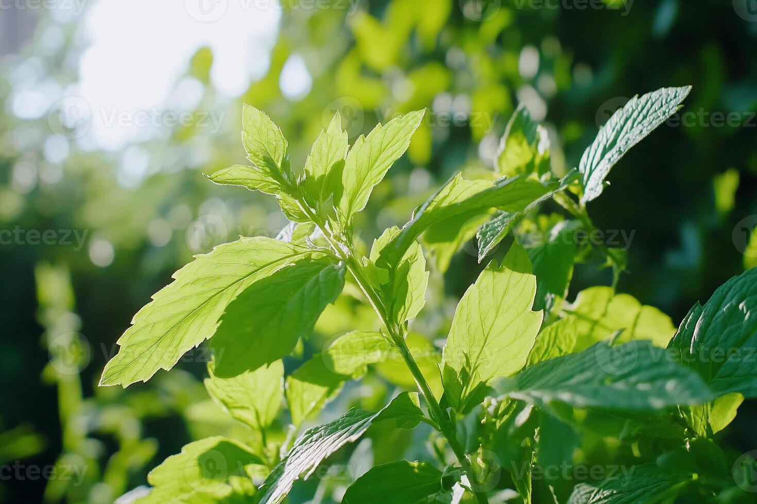 A close up of a plant with green leaves photo