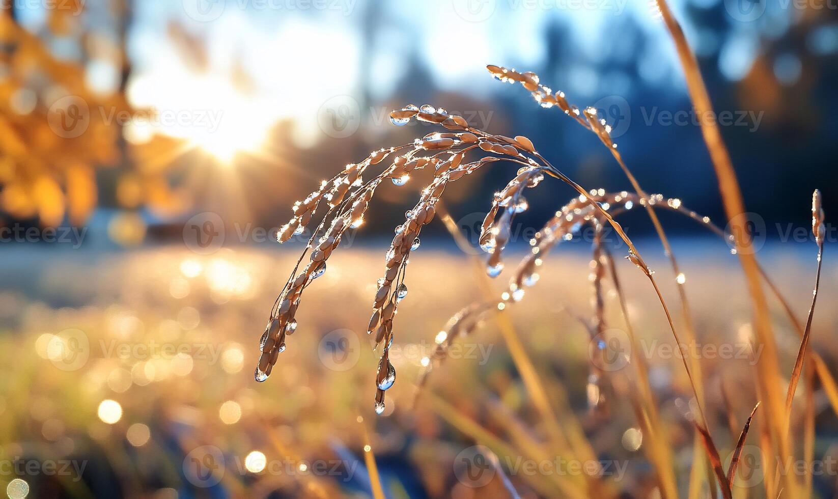 The sun is shining through the grass and dew drops photo