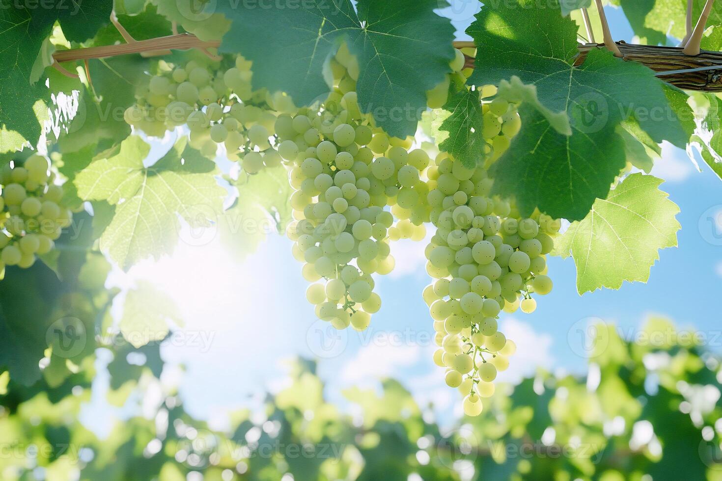 A close-up view of green grape clusters on a vine under sunlight. photo
