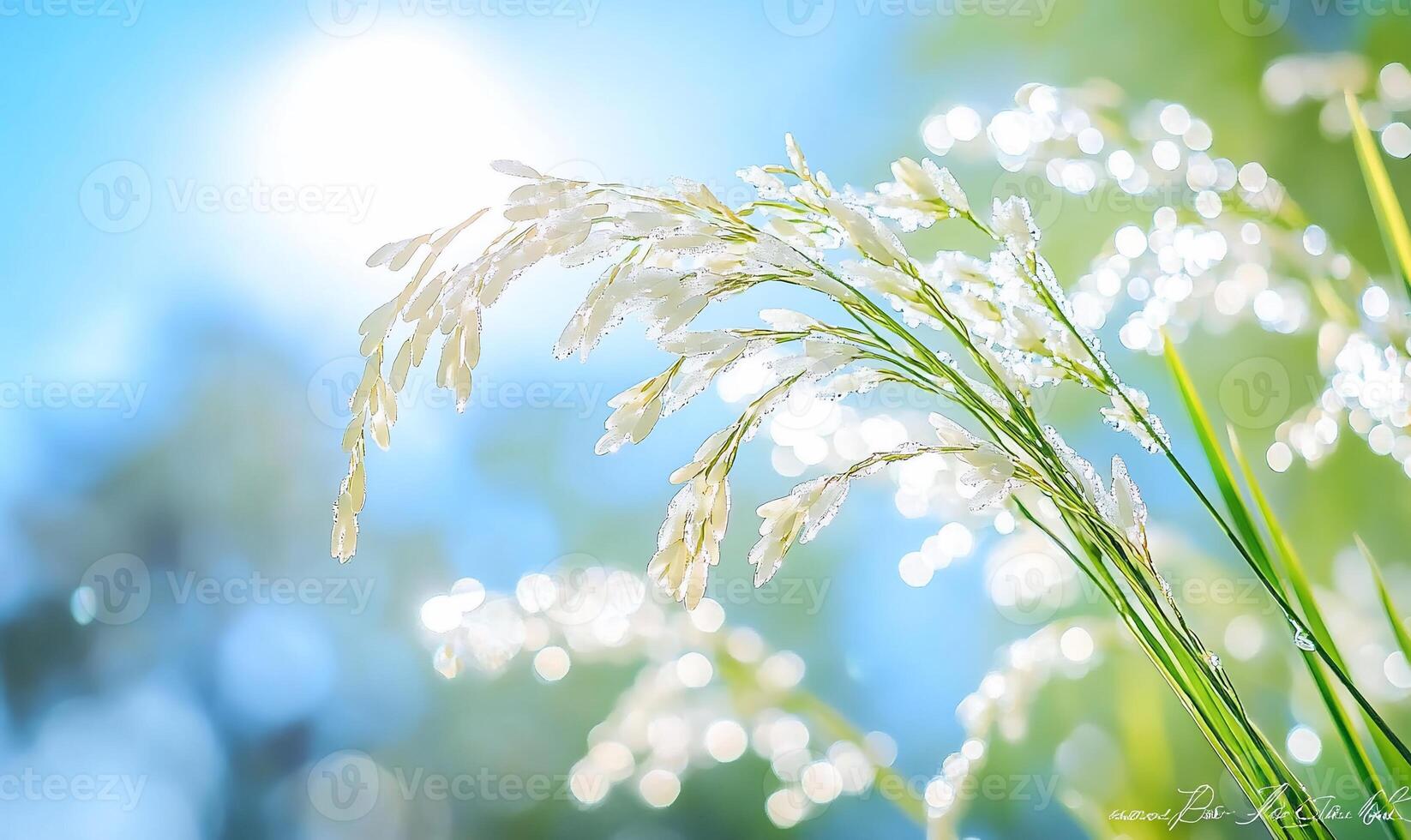 A close-up of delicate grass illuminated by sunlight and bokeh effects. photo