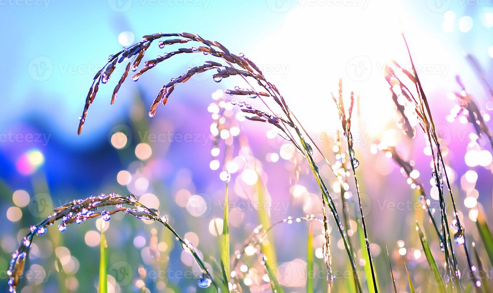 Grass with water droplets on it in the sun photo
