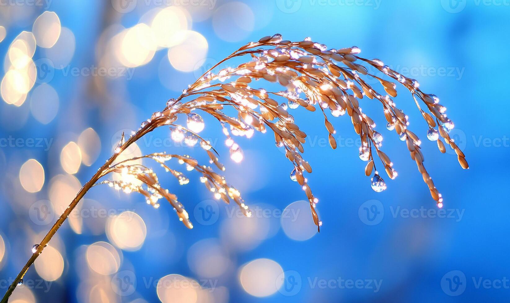 A close up of a plant with water droplets photo