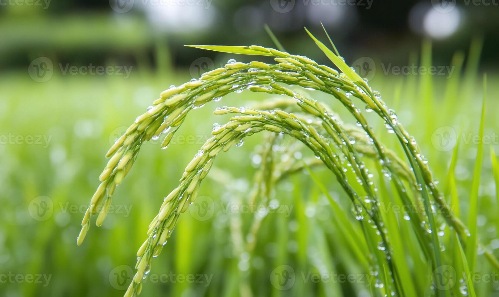 Close-up of rice grains with dew on lush green stalks. photo
