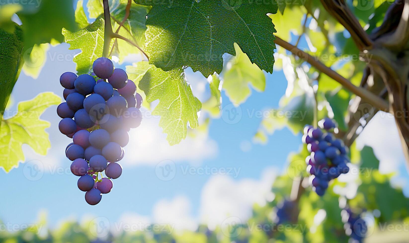 A close-up of grape clusters hanging from vines under a bright sky. photo
