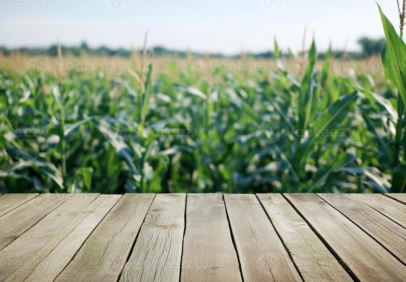 A wooden surface in front of a lush cornfield under a clear sky. photo