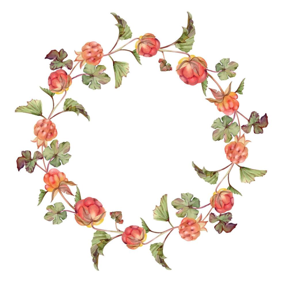 Cloudberry raspberry on stems with green leaves hand drawn in watercolor, red ripe forest berry. Isolated botanical illustration wreath round frame. Restaurant, cafe menu, farmers market, recipe book vector