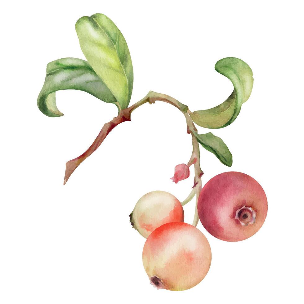 Lingonberry cranberry on branch with green leaves, ripe forest berry bearberry teaberry wintergreen cluster group, hand drawn in watercolor. Isolated botanical illustration, for farmers market menu vector