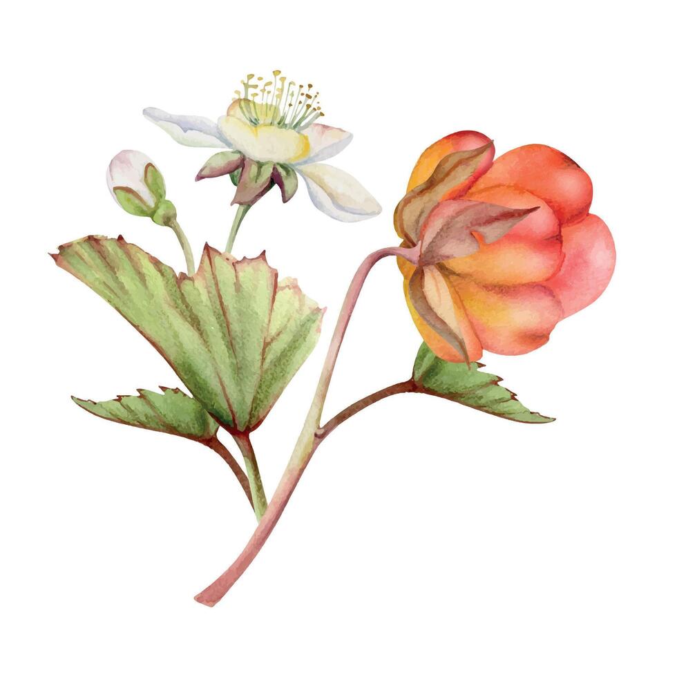 Cloudberry raspberry white flowers, hand drawn in watercolor, Scandinavian red ripe forest berry on stems. Boutonniere isolated botanical illustration. Restaurant, dessert cafe menu, farmers market vector