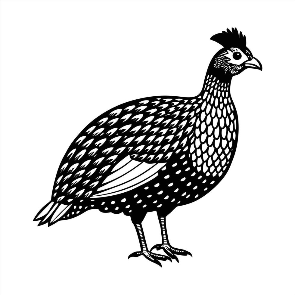 Guinea fowl bird on white board vector