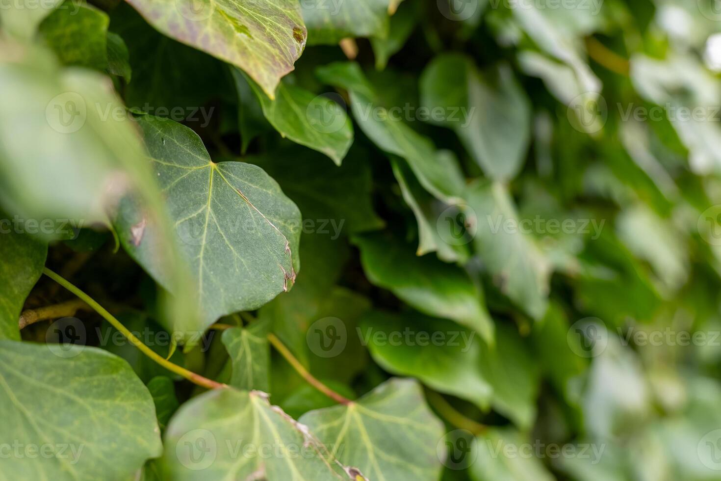 Green ivy leaves create a dense natural wall in a tranquil garden setting during daytime photo