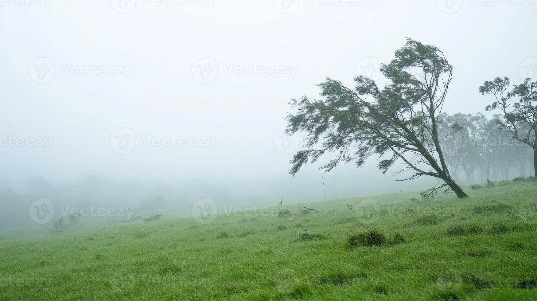 A lone tree in a green field with foggy weather photo