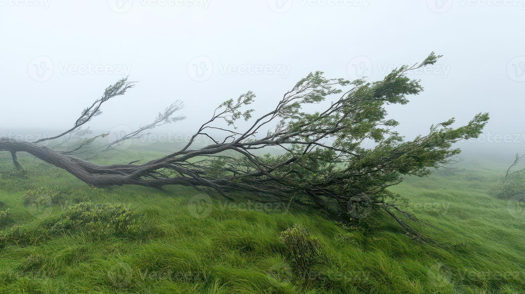 Powerful gusts of wind bending trees sideways, an ominous sign of a severe storm system approaching swiftly. photo
