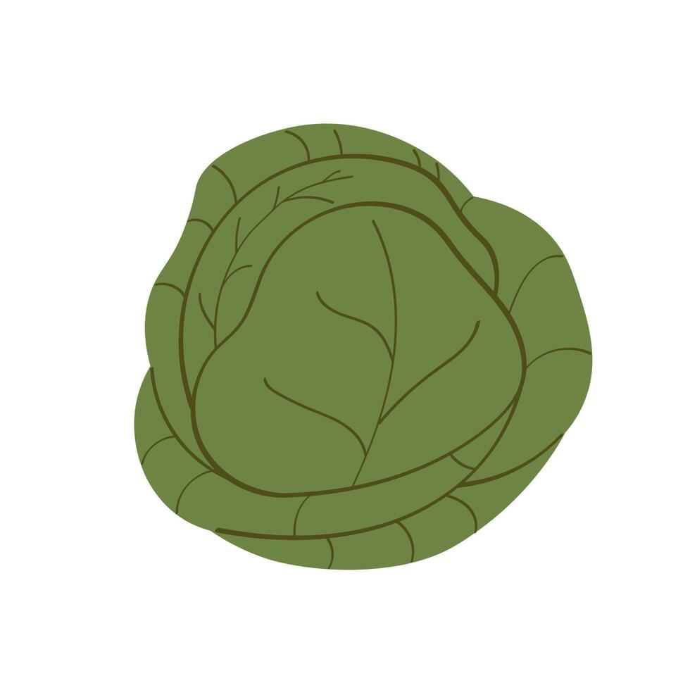illustration of Cabbage head in flat style on isolated background. Hand drawn green cole vegetable for logo, label, sign, card, template, print, paper. Harvest cauliflower, food, garden vector