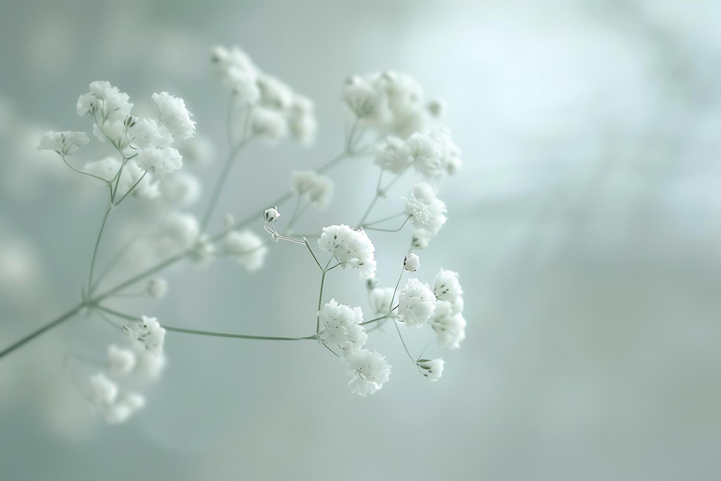 Delicate Gypsophila Blooms in a Soft Dreamy Setting photo