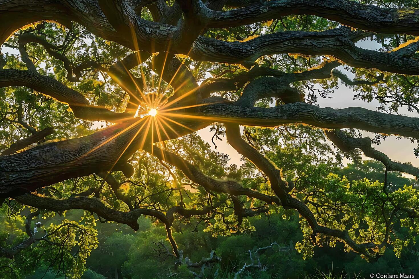 Through the Canopy photo