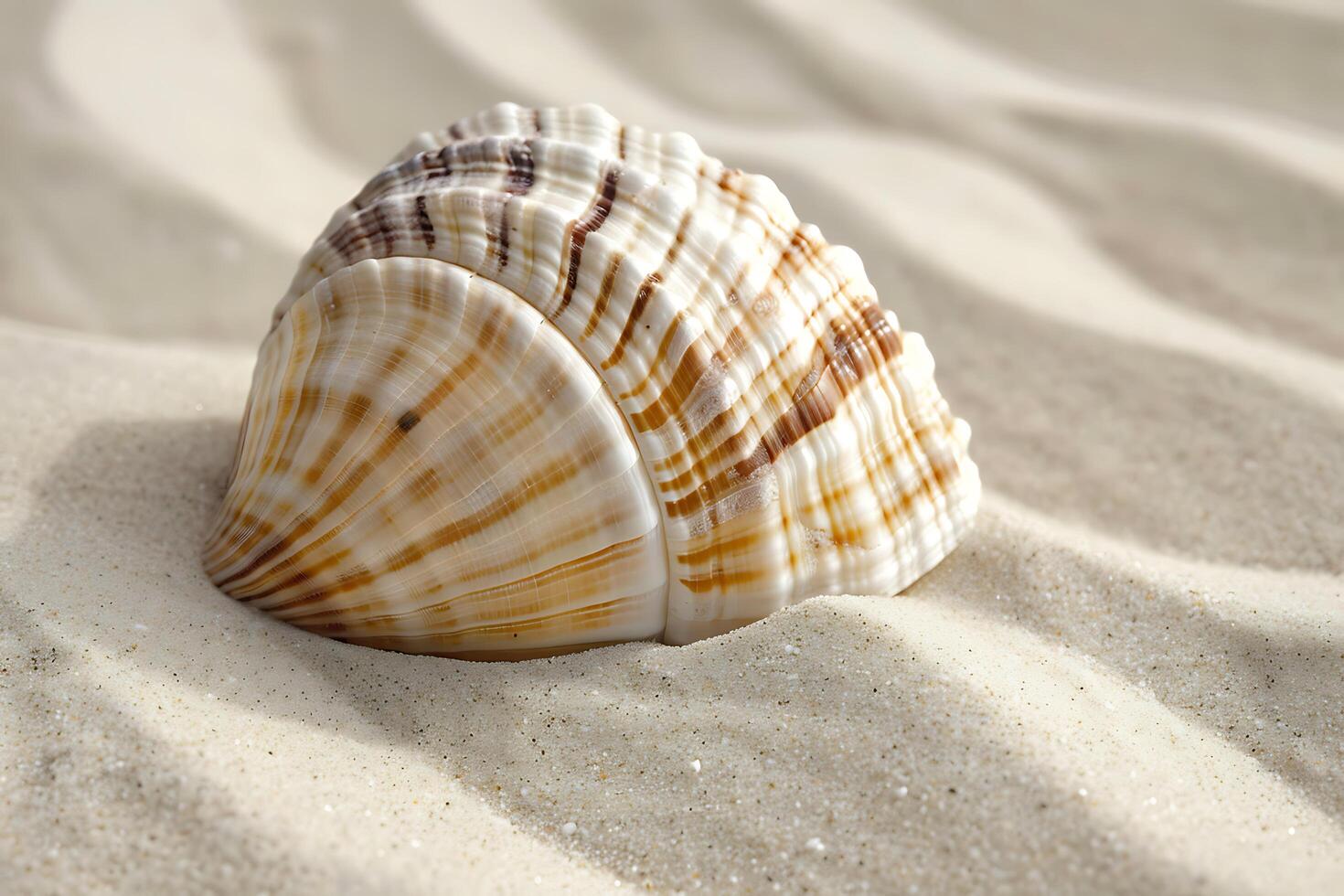 A Striking Seashell Nestled in Soft White Sand on a Sunny Beach photo