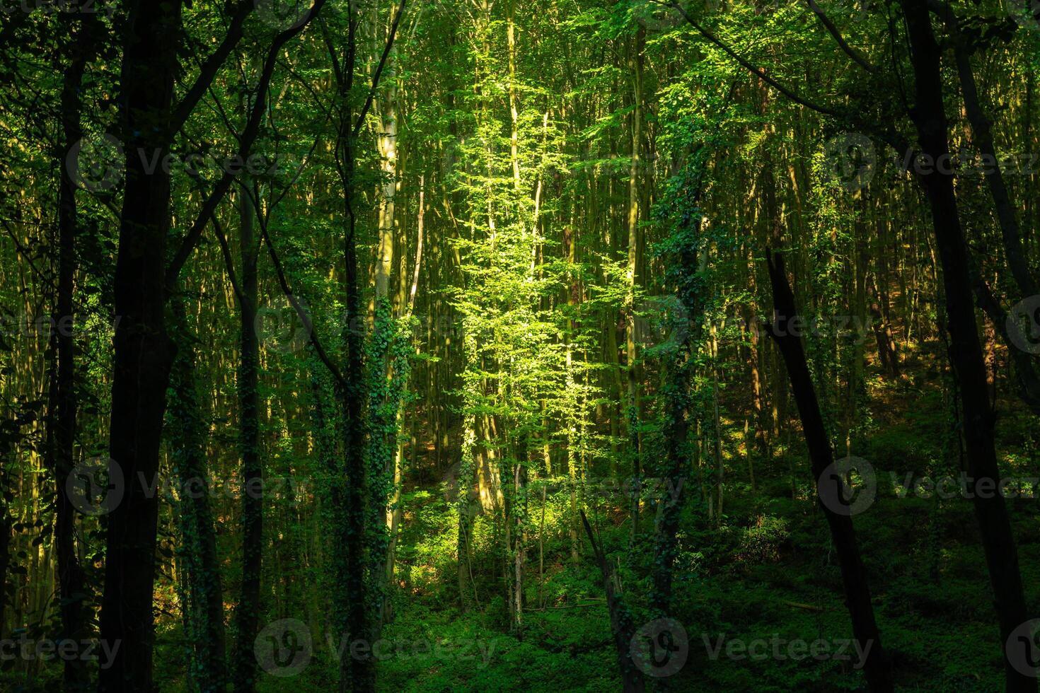 A tree in the forest illuminated by sunlight. Carbon neutrality concept photo