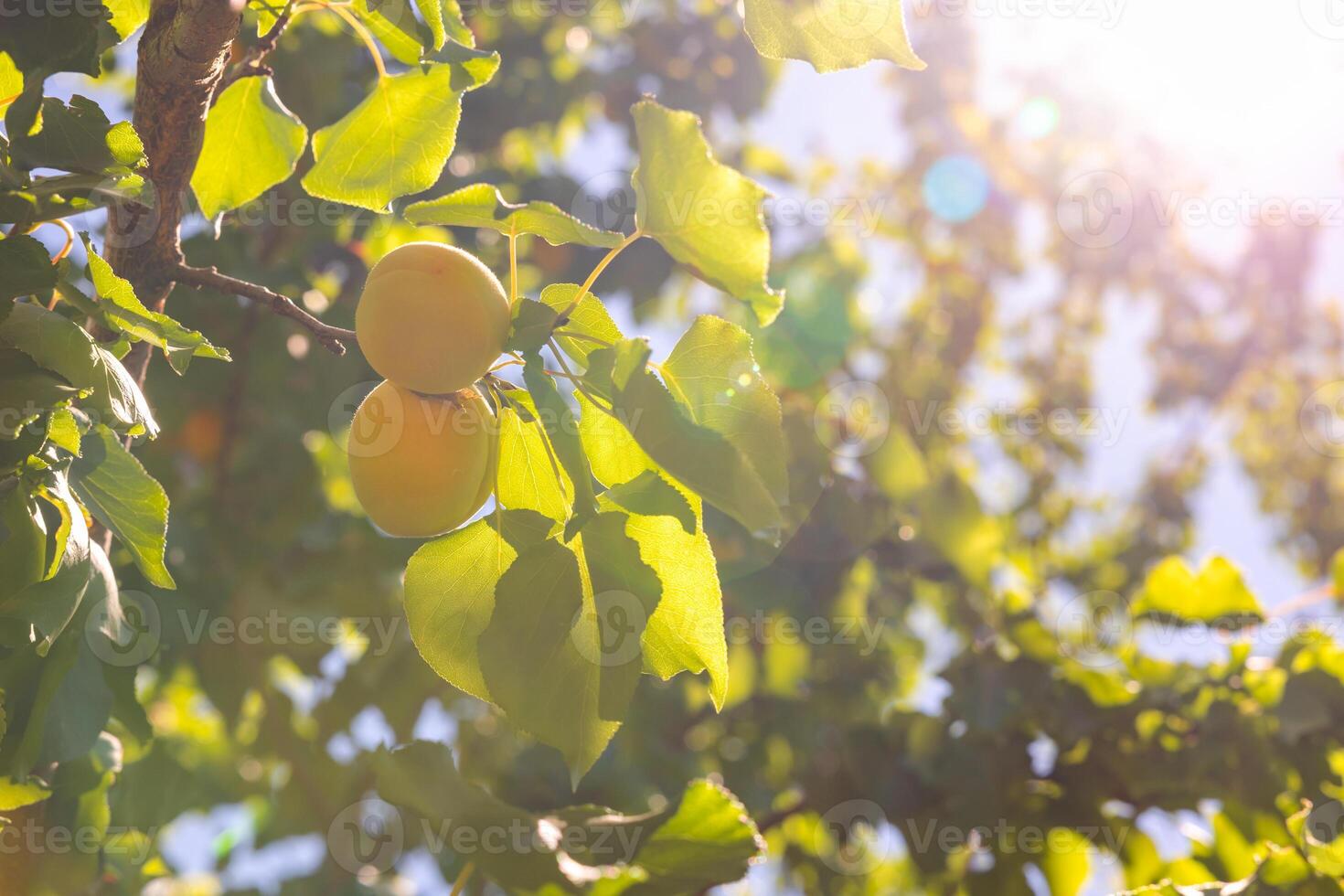 Ripe apricots on the tree in the summer. photo