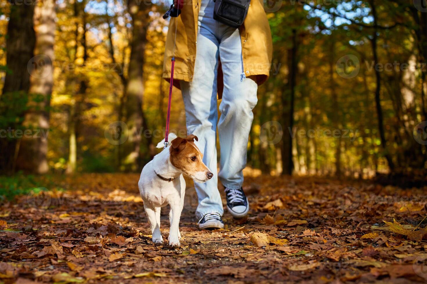 Woman walking her small dog in city park in fall season. Jack Russell Terrier playing in autumn forest with his owner. Female dog sitter walks with dog at morning, leads dog on leash. Pet care photo