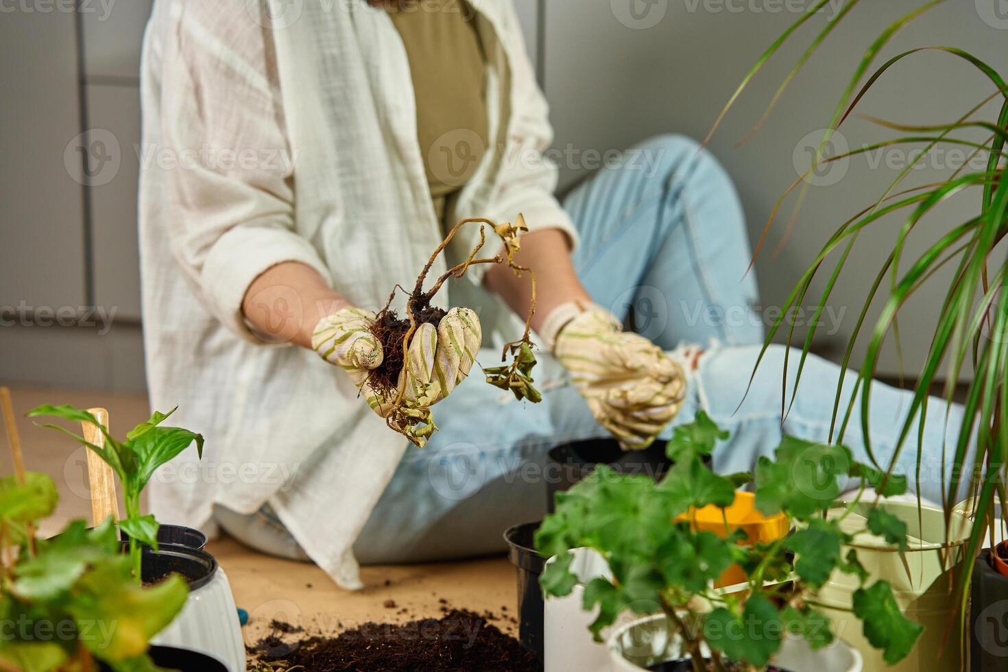 Woman in gardening gloves holding dried plant with exposed roots while repotting indoors. Female gardener transplanting houseplant at home. Concept of plant care and gardening challenges photo
